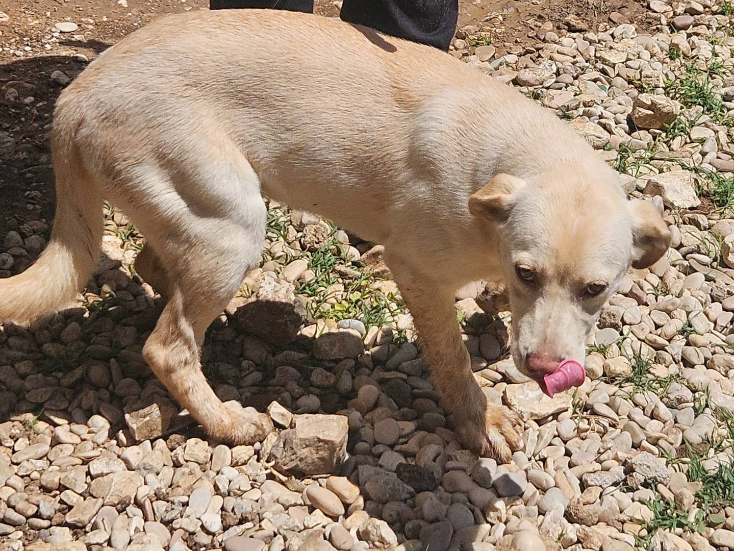 Adozione cane, femmina, Labrador Retriever Razza sconosciuta, 9 mesi, taglia media, Terni