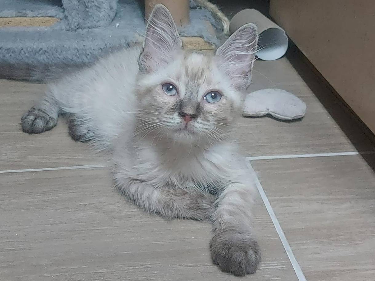 Adozione gatto, maschio, Siamese Razza sconosciuta, 4 mesi, taglia non valida, Rimini