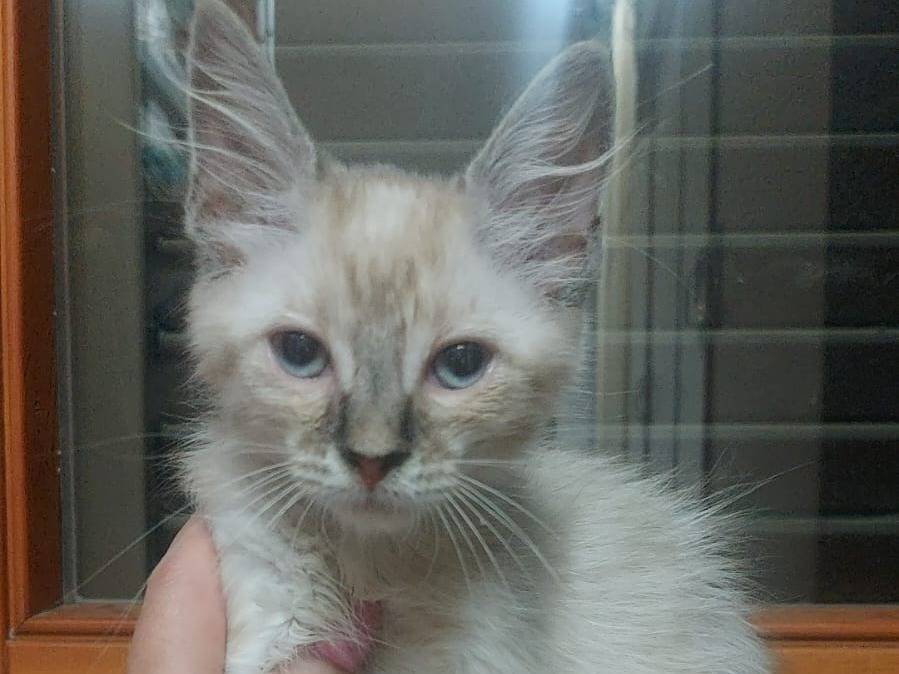 Adotta un gatto, maschio, 4 mesi, Rimini