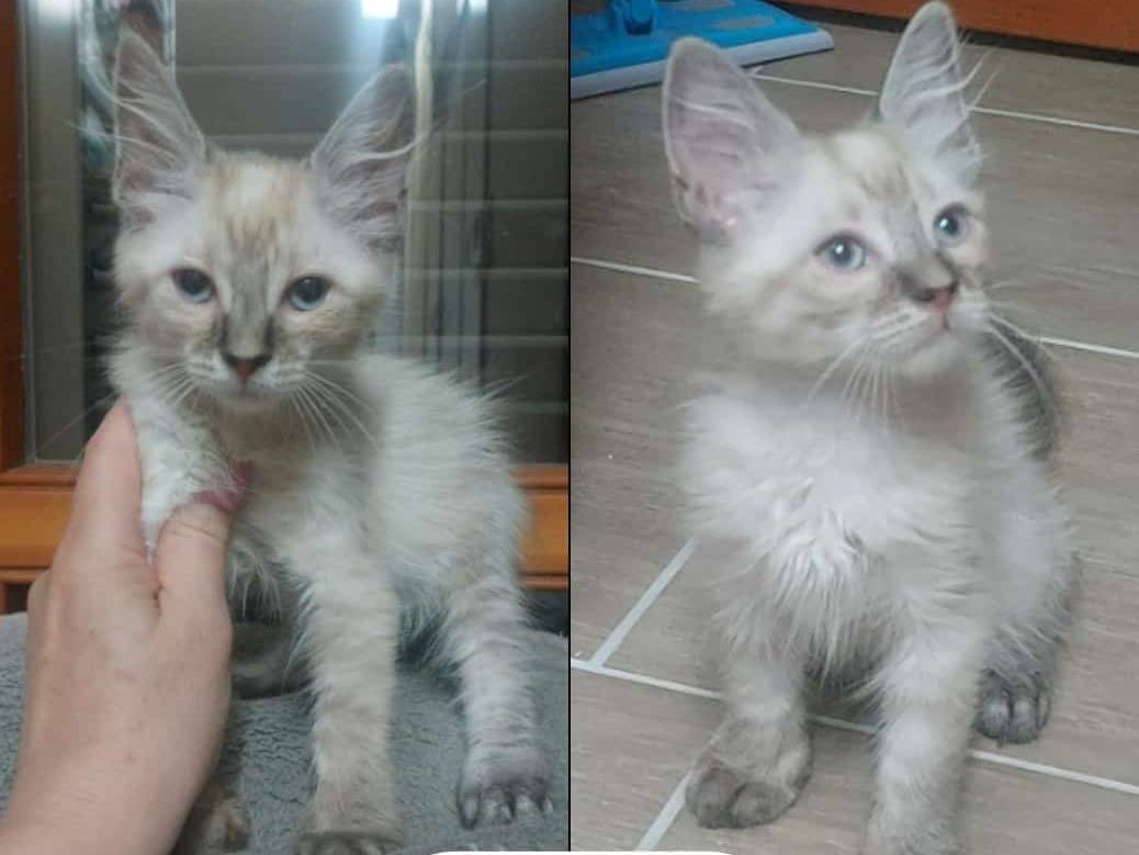 Adotta un gatto, taglia non valida, maschio, Rimini