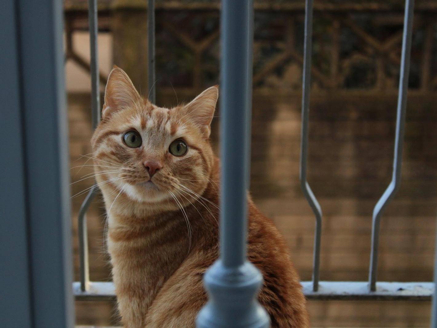 Adozione gatto, maschio, Razza sconosciuta Razza sconosciuta, 8 anni e 9 mesi, taglia non valida, Milano