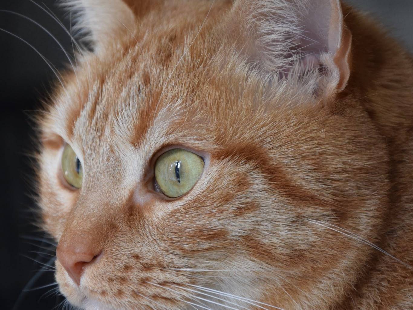 Adotta un gatto, maschio, 8 anni e 9 mesi, Milano