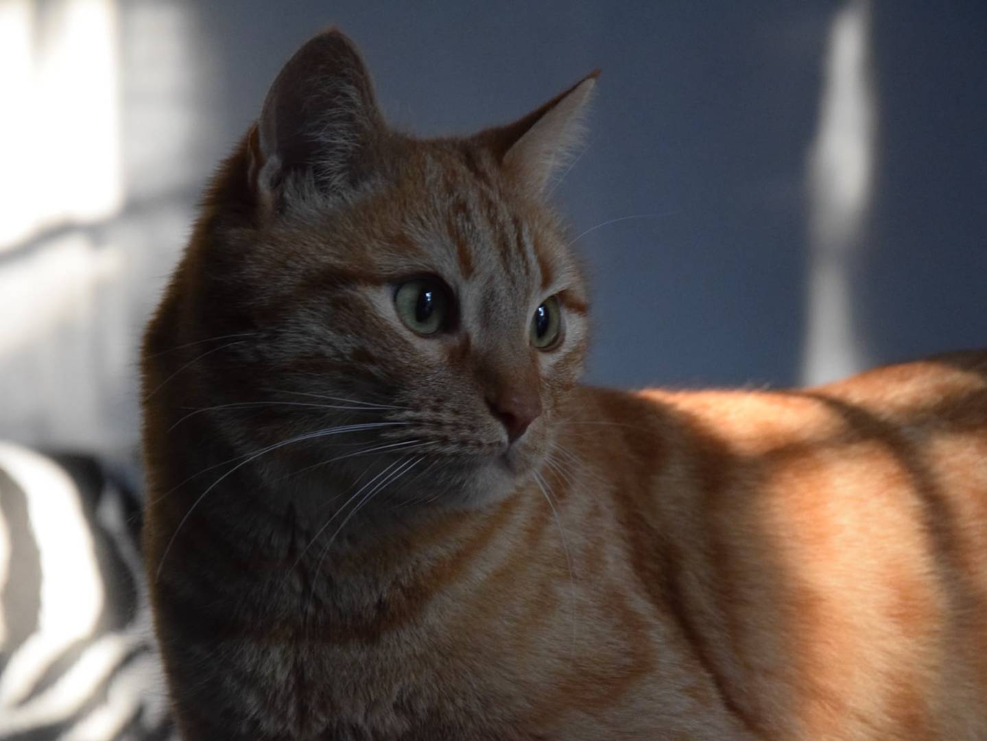 Adotta un gatto, taglia non valida, maschio, Milano