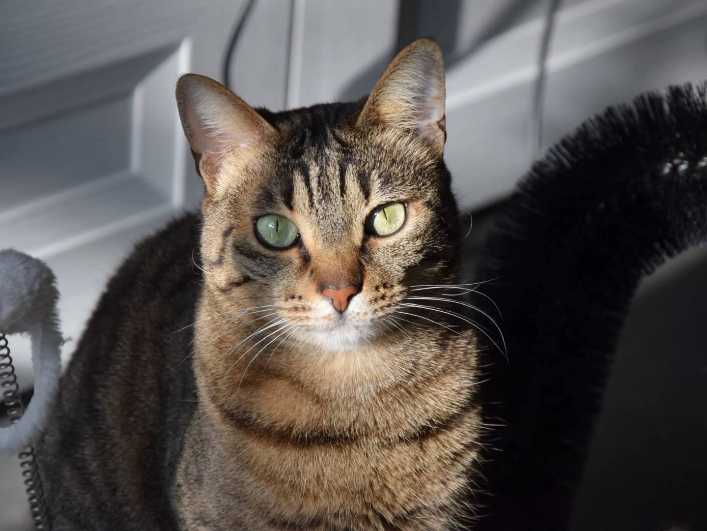 Adozione gatto, femmina, Razza sconosciuta Razza sconosciuta, 8 anni e 3 mesi, taglia non valida, Milano