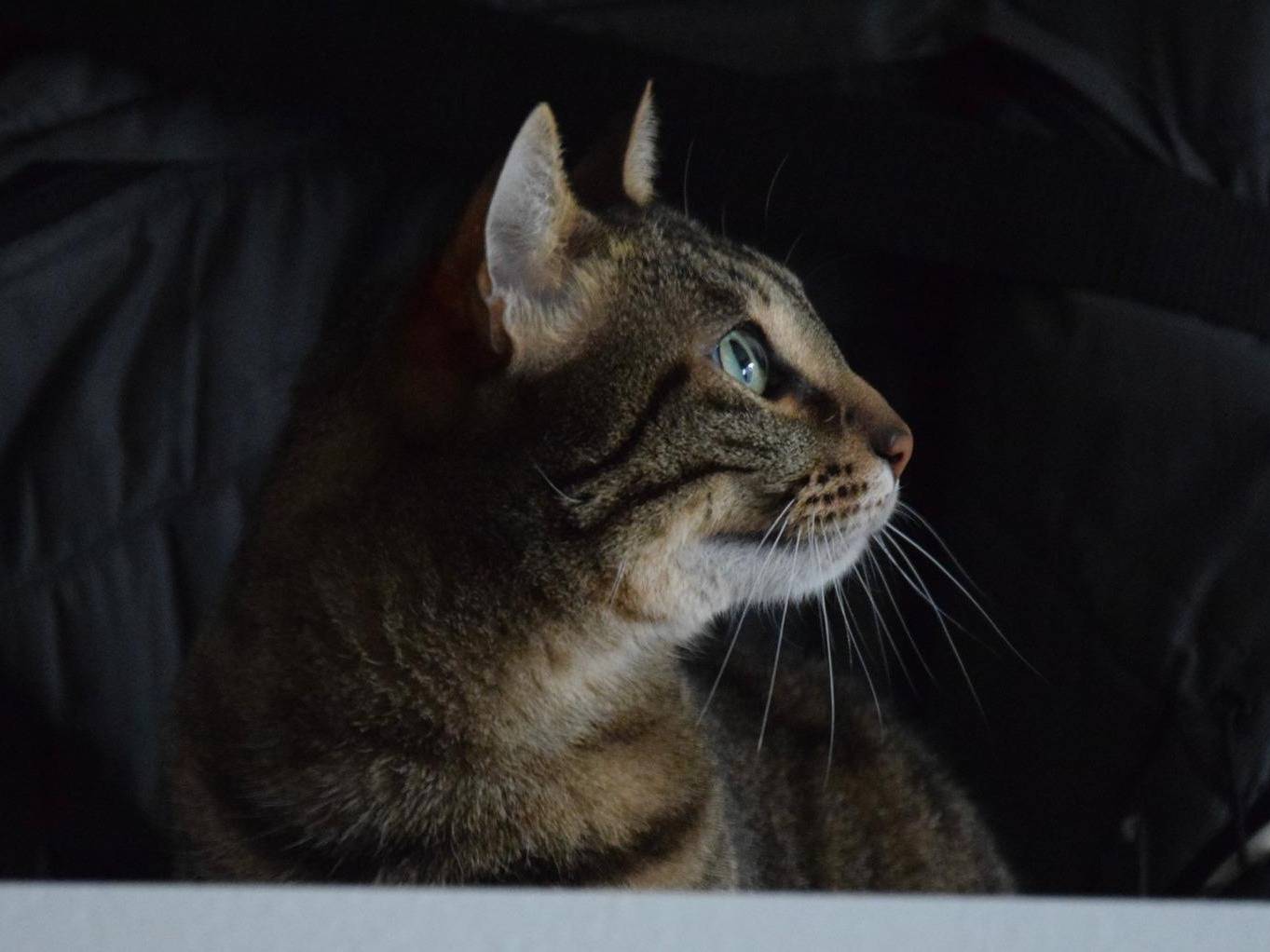 Adotta un gatto, femmina, 8 anni e 3 mesi, Milano