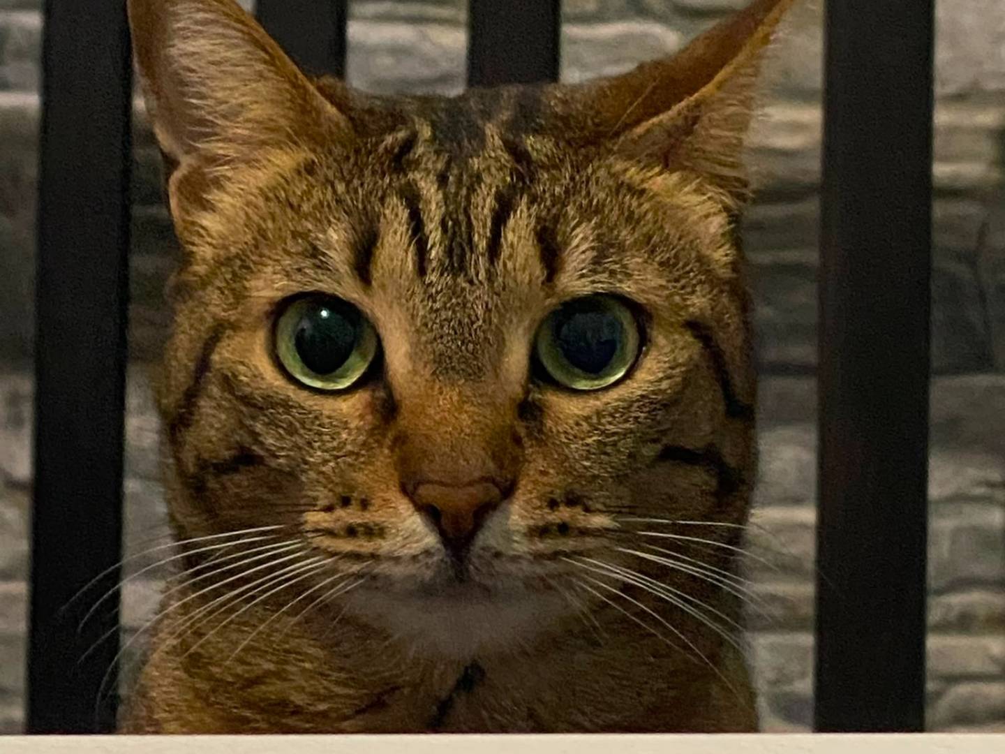 Adotta un gatto, taglia non valida, femmina, Milano