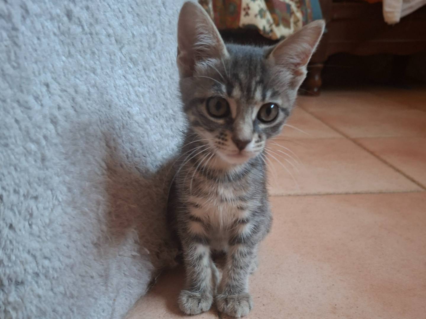 Adozione gatto, maschio, Razza sconosciuta Razza sconosciuta, 2 mesi, taglia non valida, Viterbo