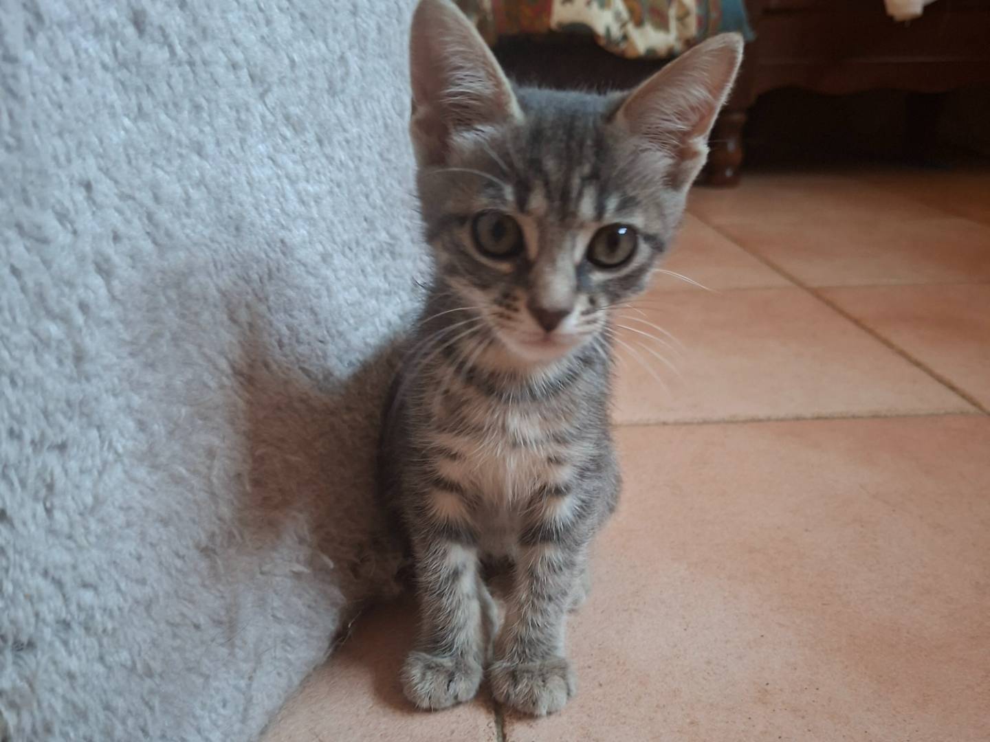 Adotta un gatto, maschio, 2 mesi, Viterbo