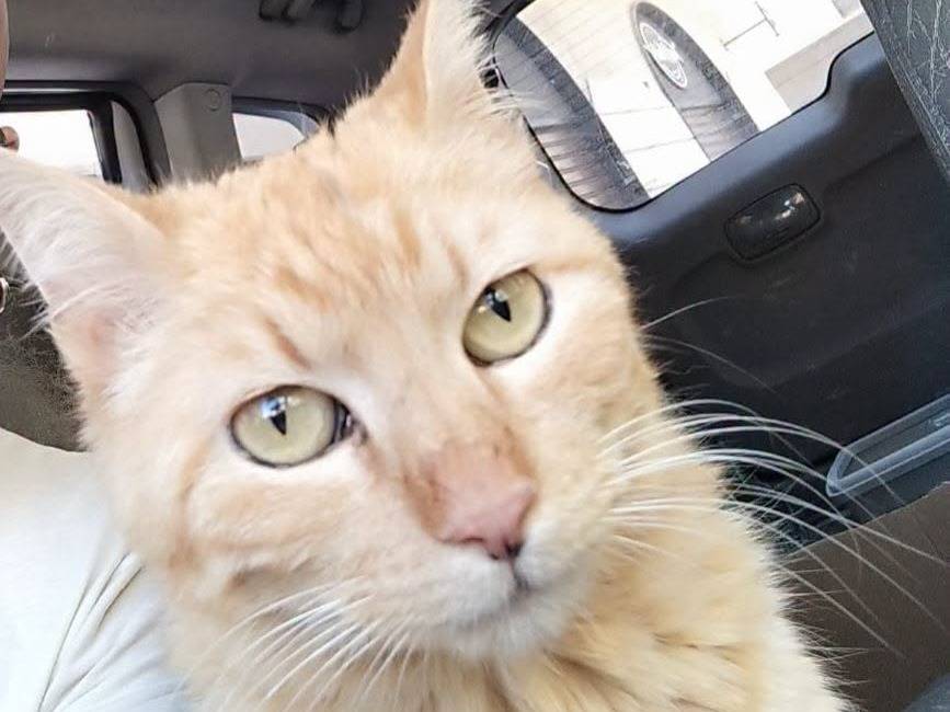 Adozione gatto, femmina, Razza sconosciuta Razza sconosciuta, 2 anni e 6 mesi, taglia non valida, Brescia