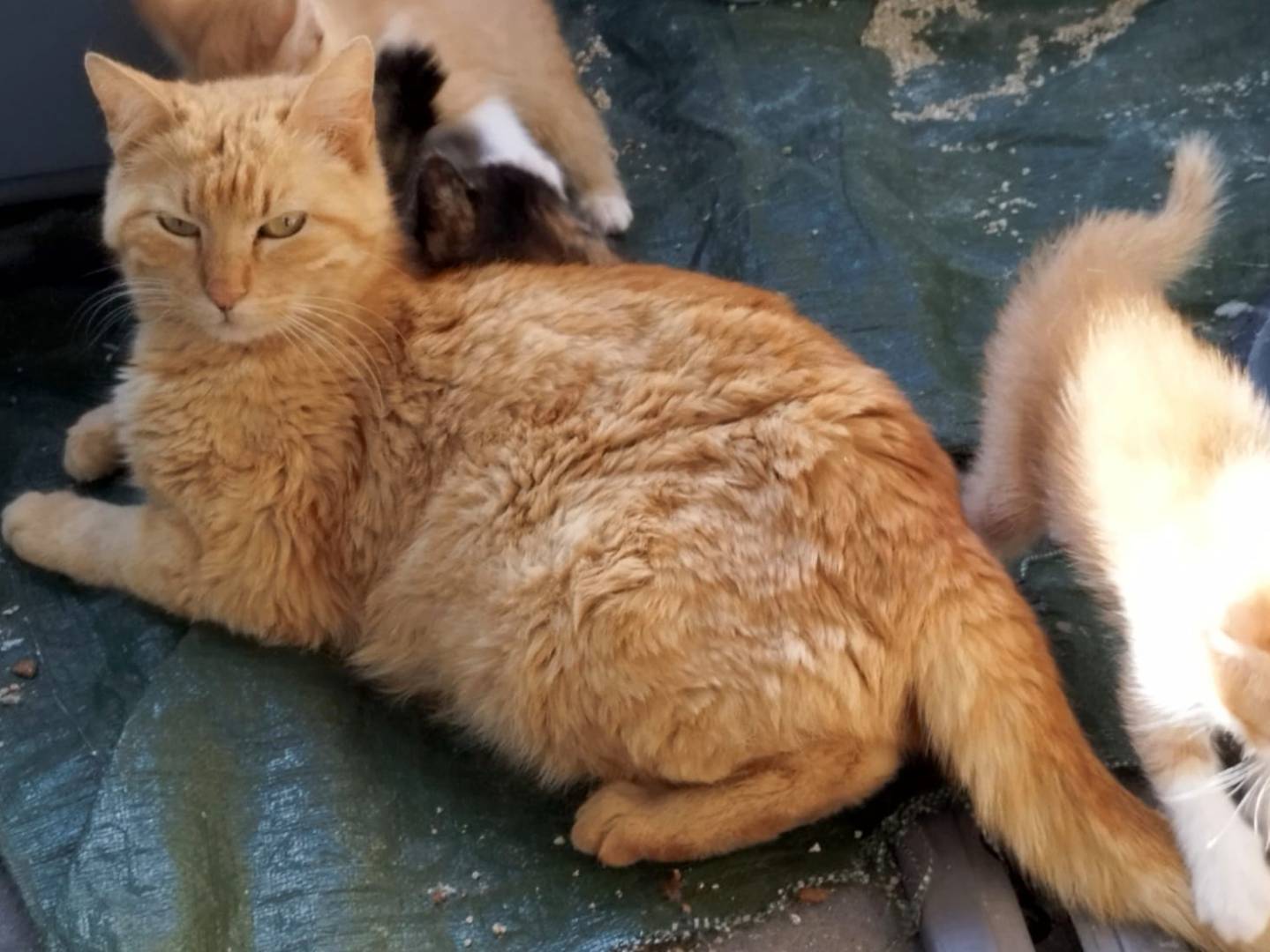 Vuoi adottare un gatto a Brescia?