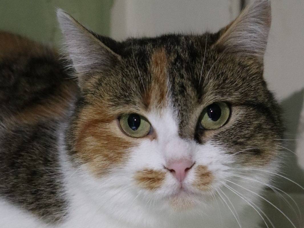 Adozione gatto, femmina, Razza sconosciuta Razza sconosciuta, 2 anni e 6 mesi, taglia non valida, Torino