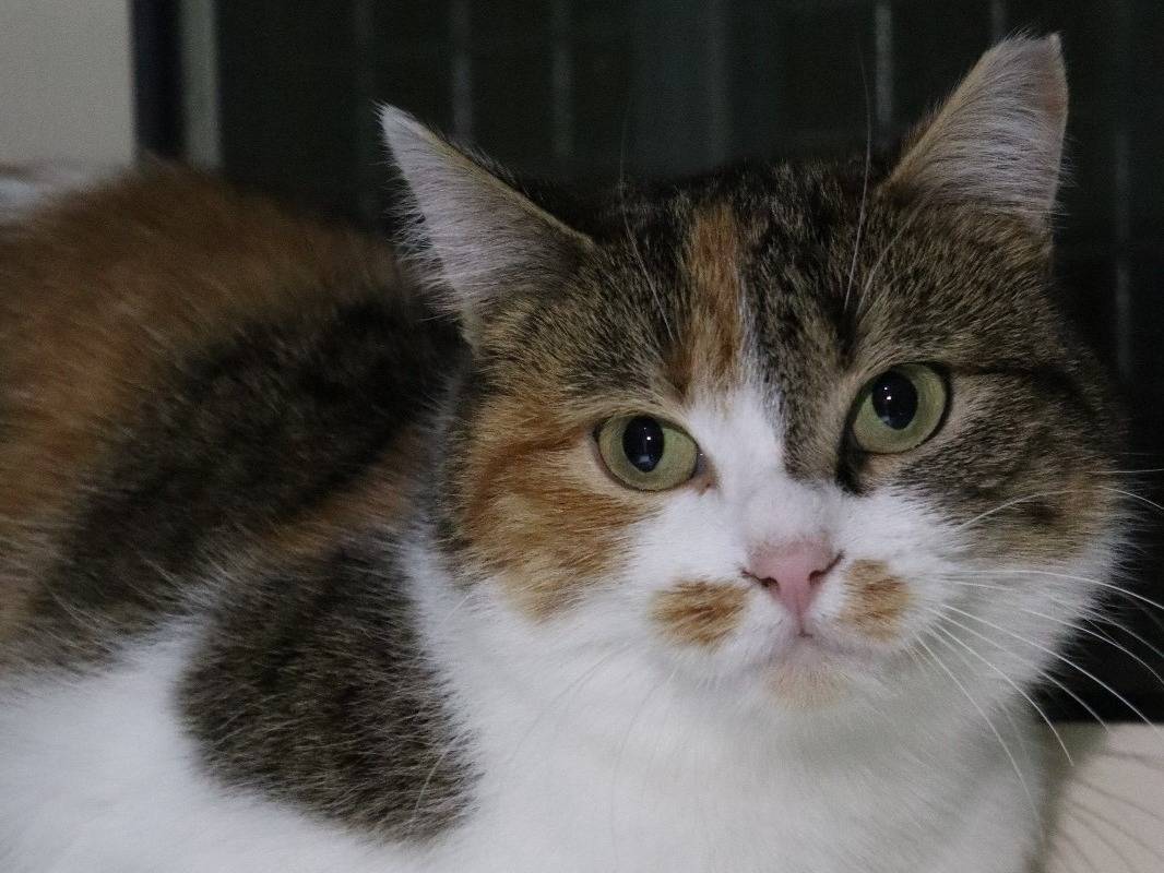 Vuoi adottare un gatto a Torino?