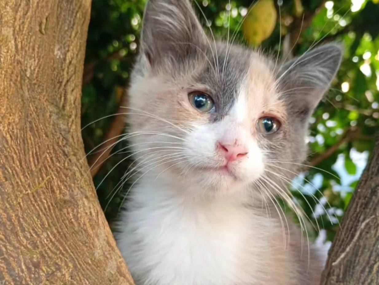 Adozione gatto, femmina, Razza sconosciuta Razza sconosciuta, 3 mesi, taglia non valida, Catanzaro
