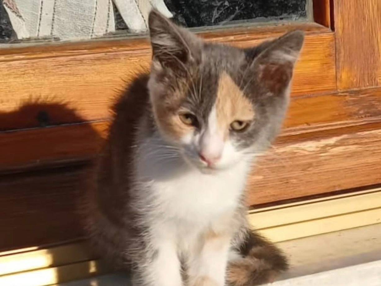Adotta un gatto, femmina, 3 mesi, Catanzaro