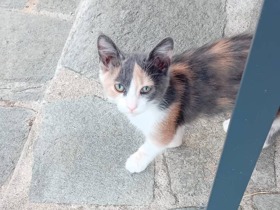 Adotta un gatto, taglia non valida, femmina, Catanzaro