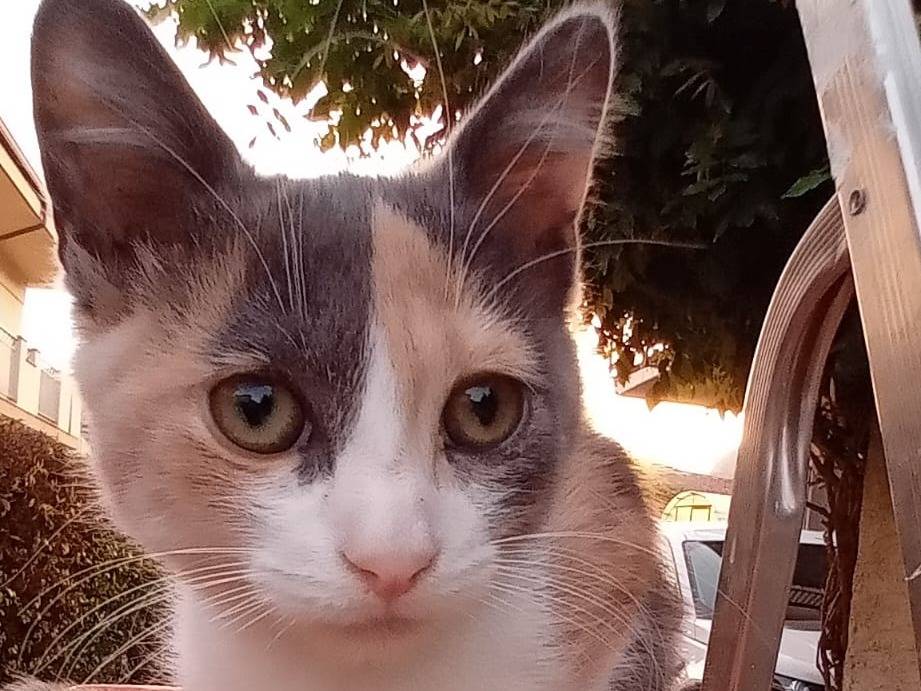 Vuoi adottare un gatto a Catanzaro?