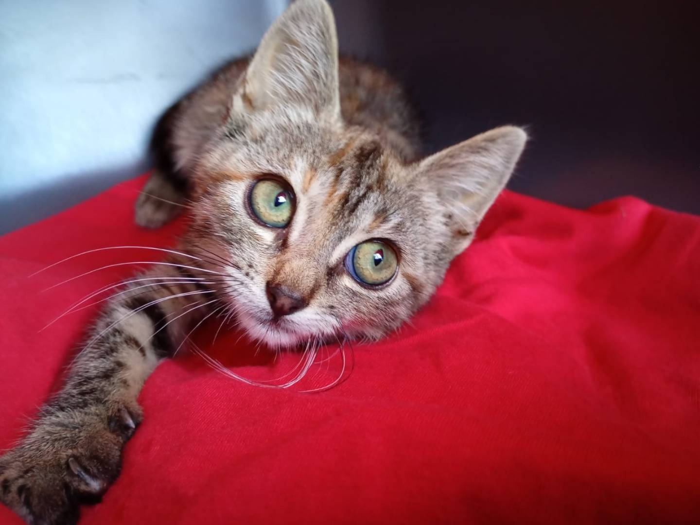 Adozione gatto, femmina, Razza sconosciuta Razza sconosciuta, 3 mesi, taglia non valida, Catanzaro