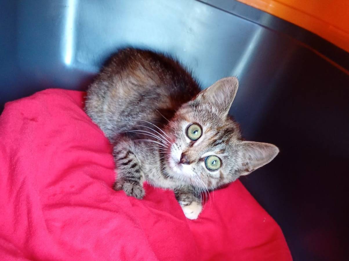 Adotta un gatto, femmina, 3 mesi, Catanzaro