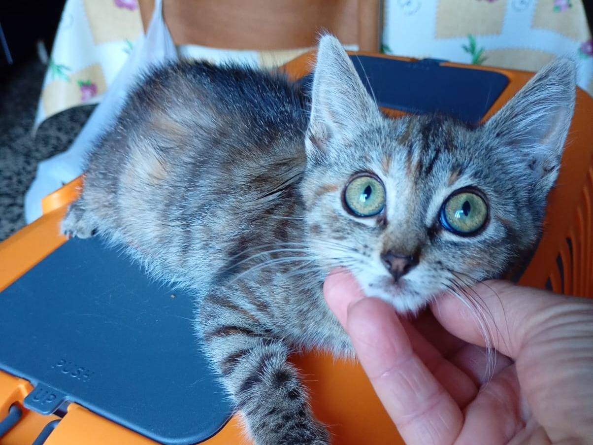 Adotta un gatto, taglia non valida, femmina, Catanzaro
