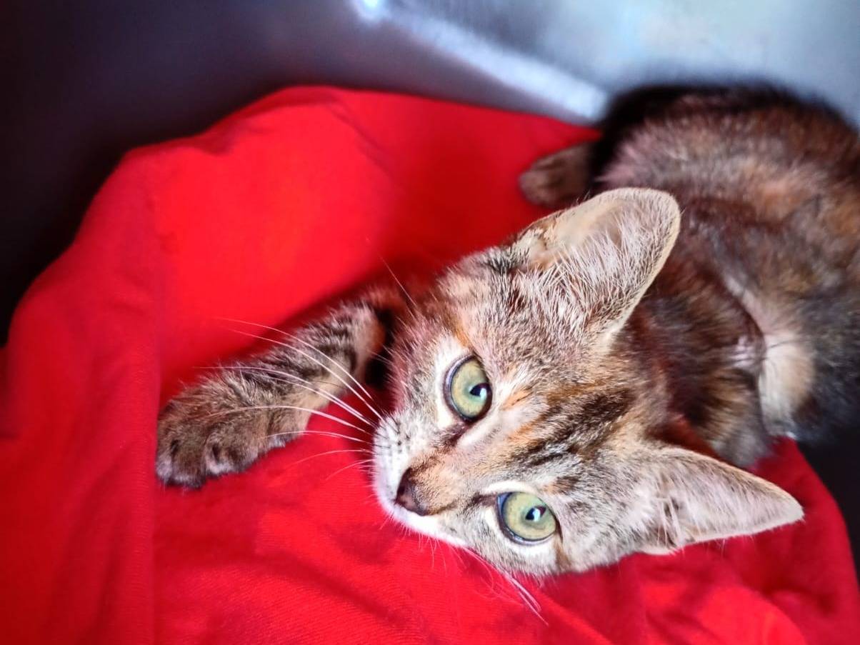 Adotta il gatto Gracia a Catanzaro
