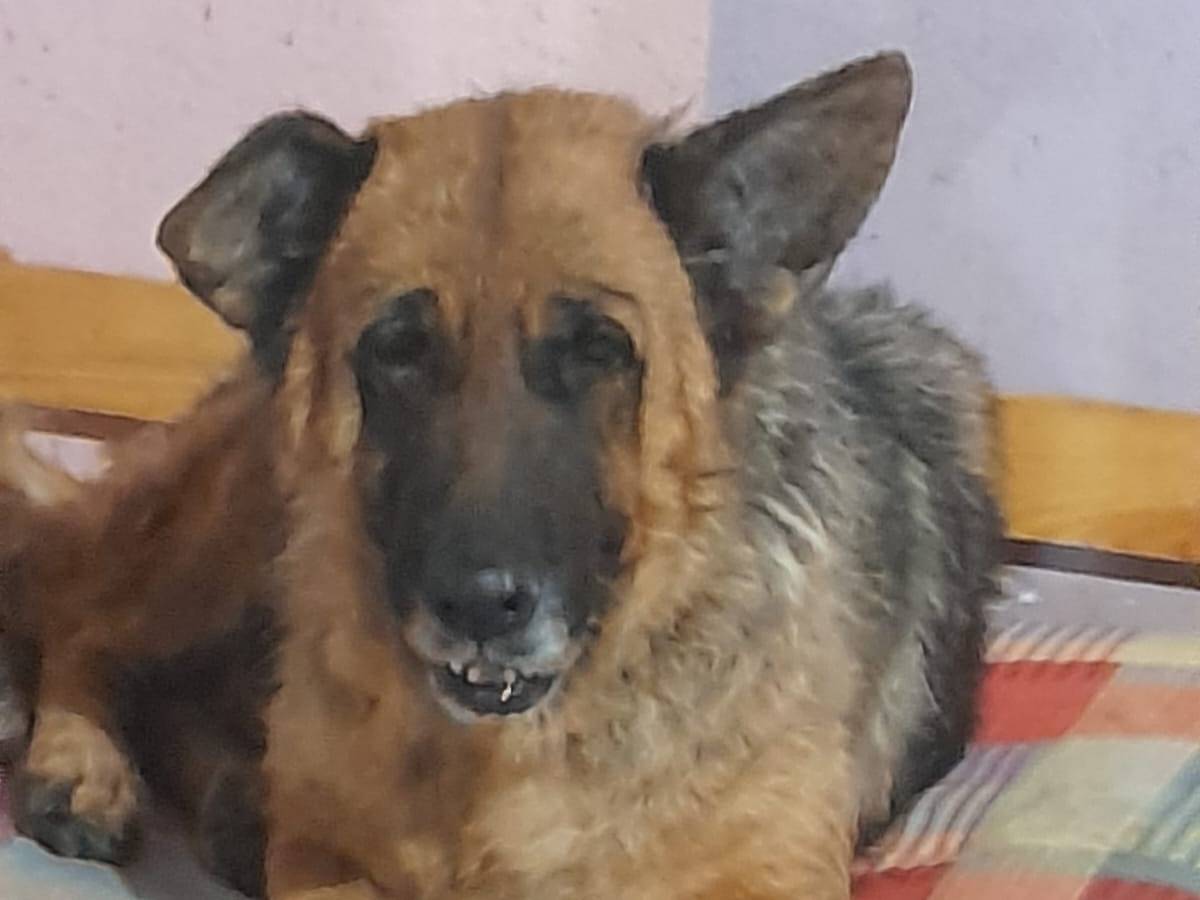 Adozione cane, femmina, Razza sconosciuta Razza sconosciuta, 7 anni e 6 mesi, taglia media, Mantova