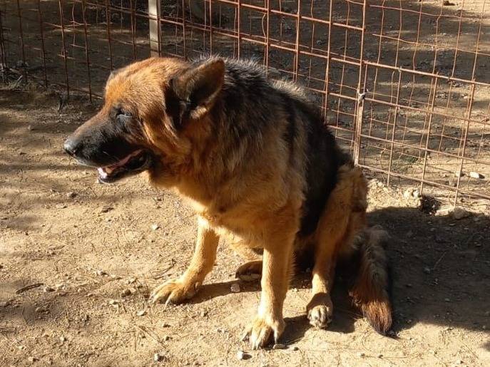 Adotta un cane, taglia media, femmina, Mantova
