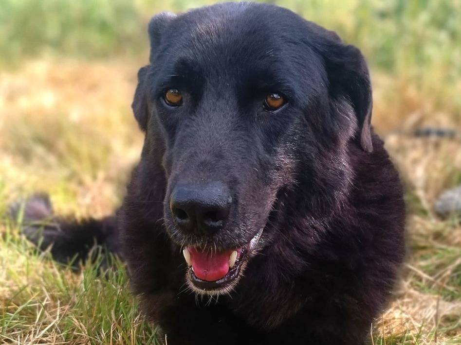Adotta un cane, maschio, 7 anni e 6 mesi, Lodi