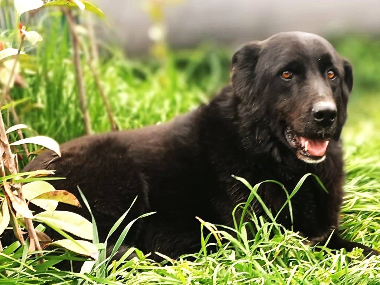 Adotta un cane, taglia media, maschio, Lodi