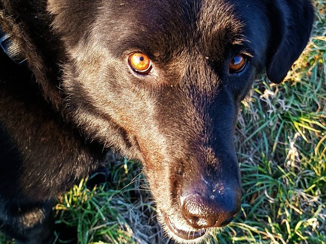 Adotta il cane Connor a Lodi