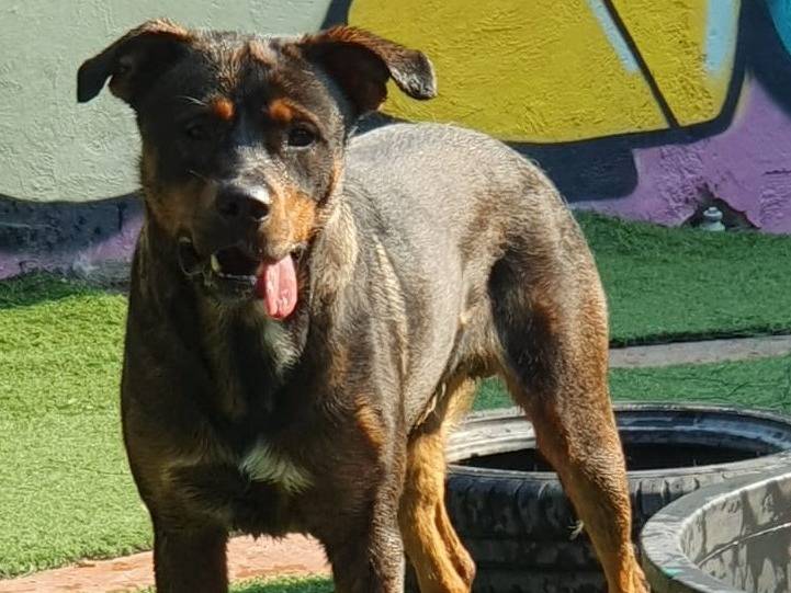 Adotta un cane, maschio, 3 anni e 3 mesi, Pavia