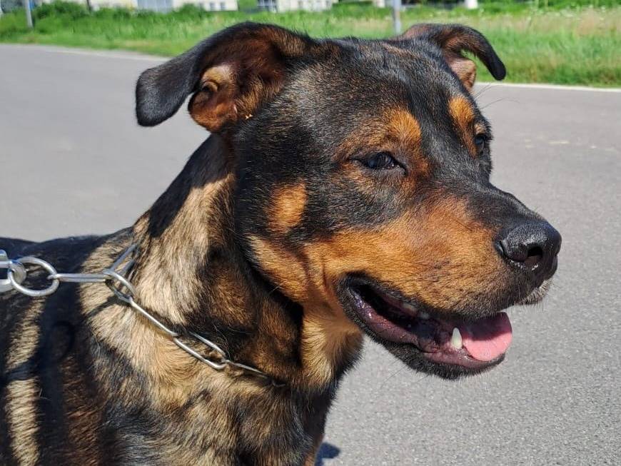 Adotta un cane, taglia media, maschio, Pavia