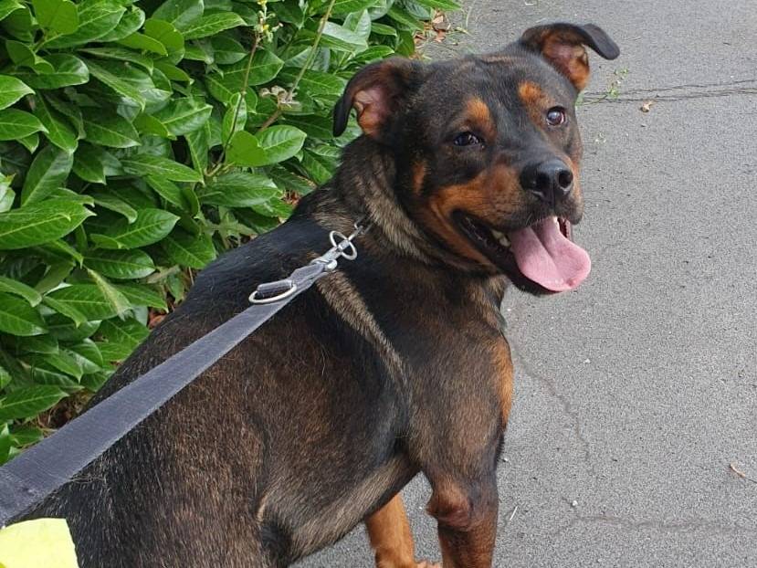Vuoi adottare un cane a Pavia?