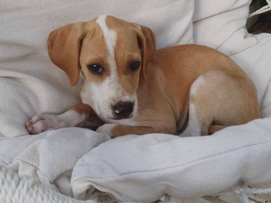 Adozione cane, femmina, Razza sconosciuta Razza sconosciuta, 2 mesi, taglia piccola, Padova
