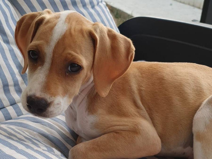 Adotta un cane, femmina, 2 mesi, Padova