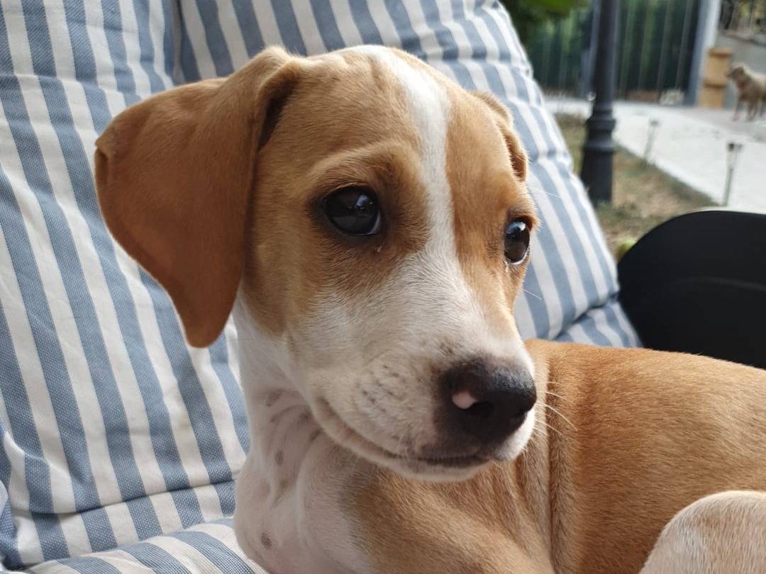 Adotta un cane, taglia piccola, femmina, Padova