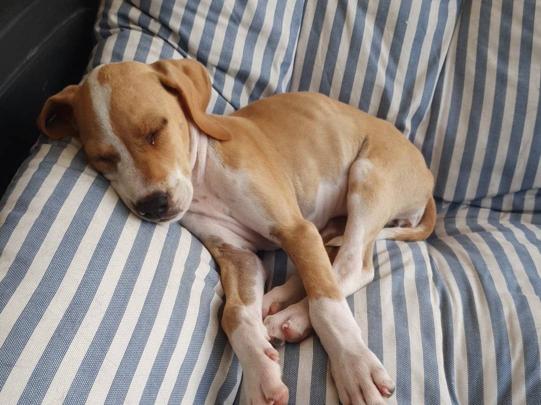 Vuoi adottare un cane a Padova?