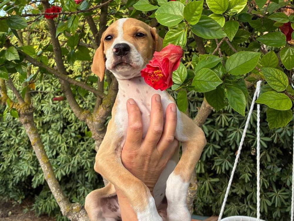 Adotta il cane MAGDA a Padova