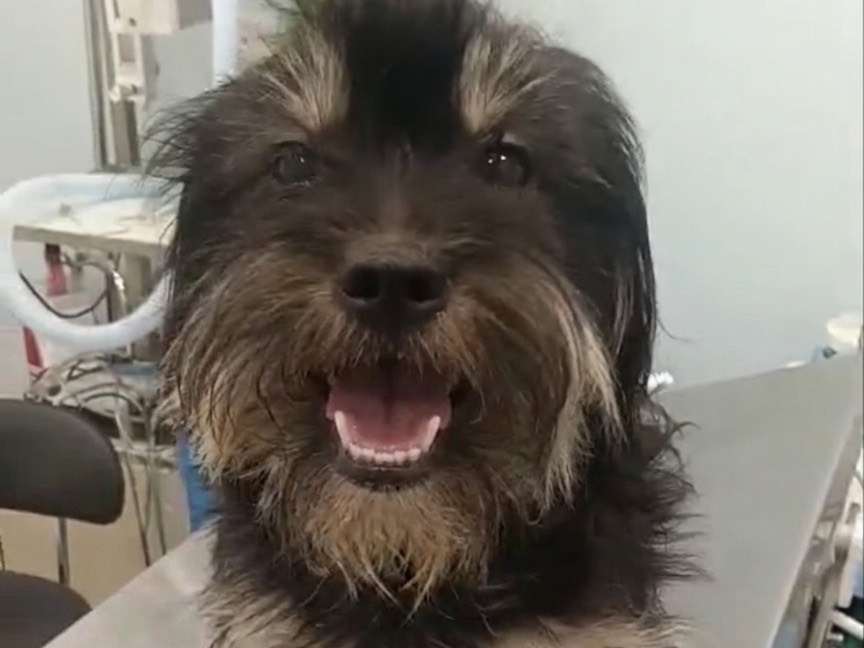 Adozione cane, maschio, Yorkshire Terrier Razza sconosciuta, 11 mesi, taglia piccola, Roma