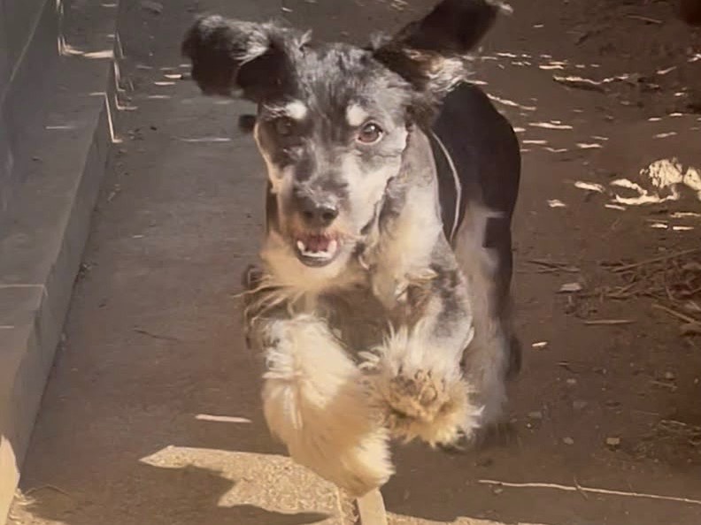 Adotta un cane, maschio, 11 mesi, Roma
