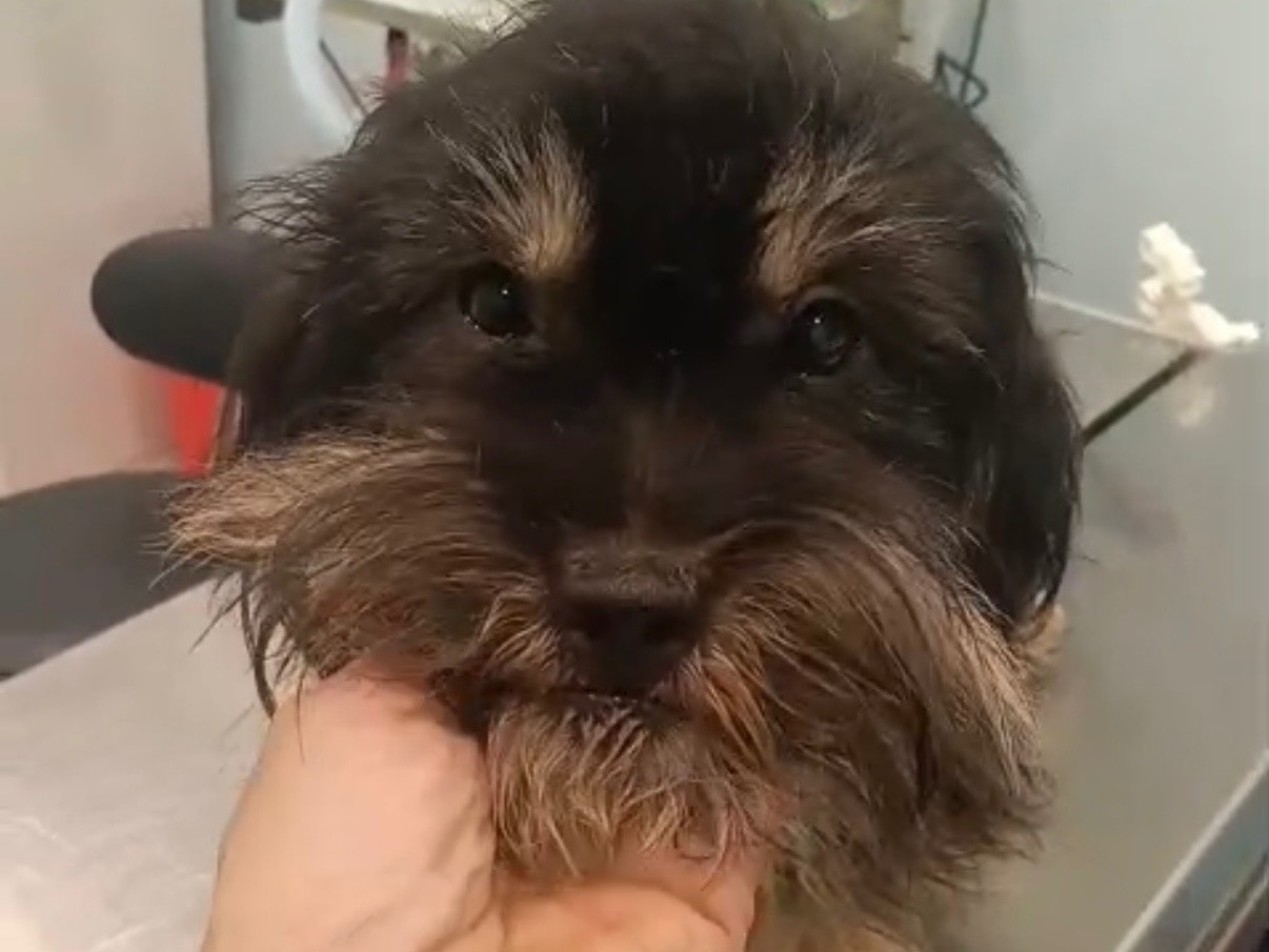 Adotta un cane, taglia piccola, maschio, Roma
