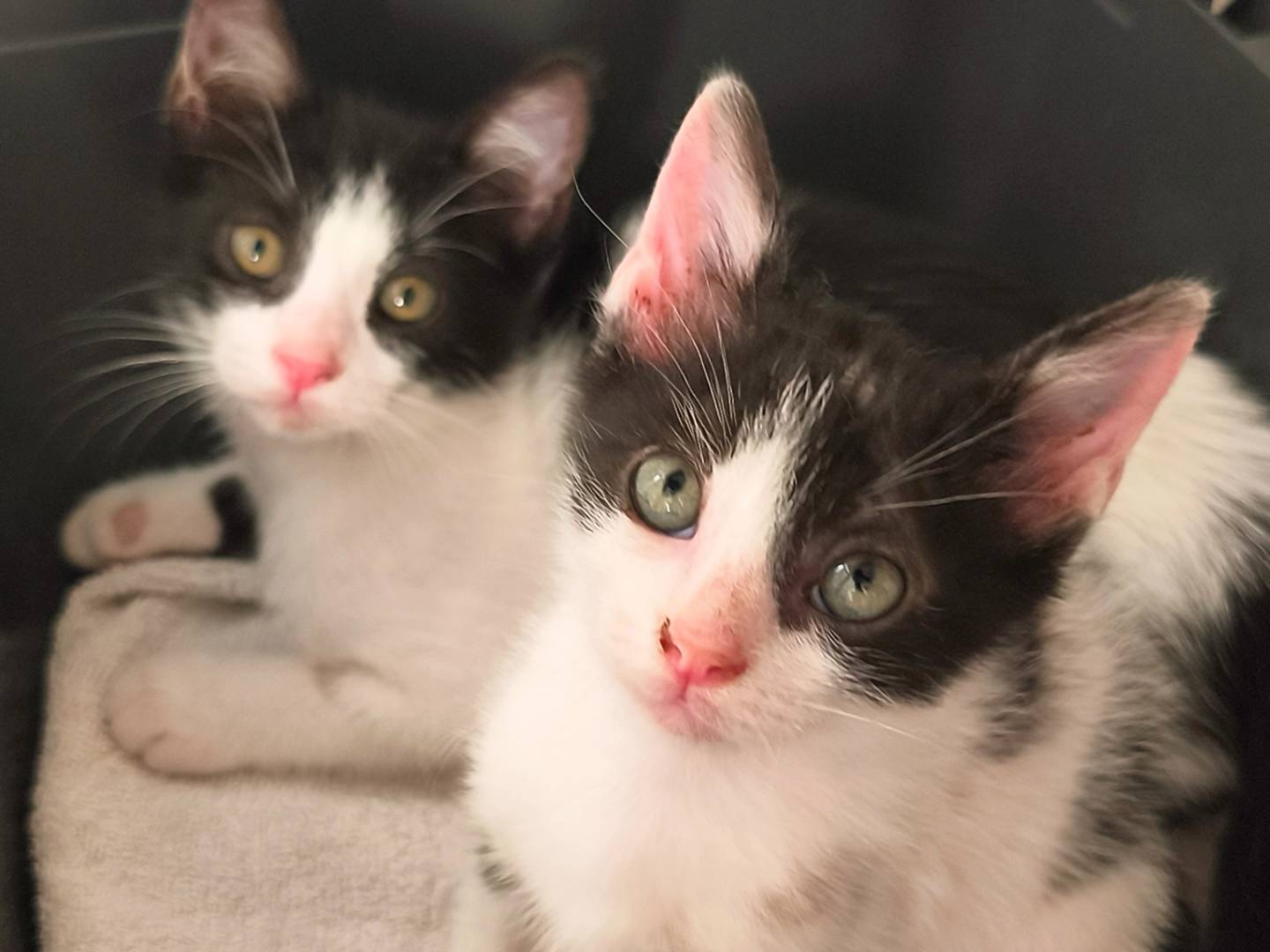 Adozione gatto, maschio, Razza sconosciuta Razza sconosciuta, 4 mesi, taglia non valida, Bari