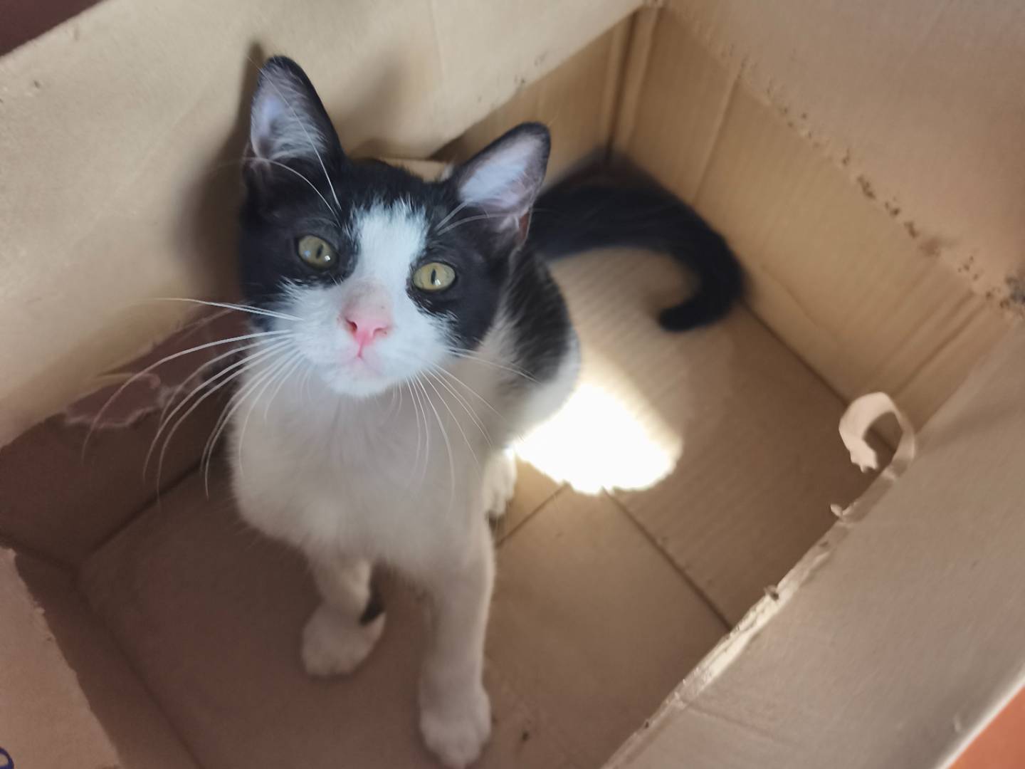 Adotta un gatto, maschio, 4 mesi, Bari