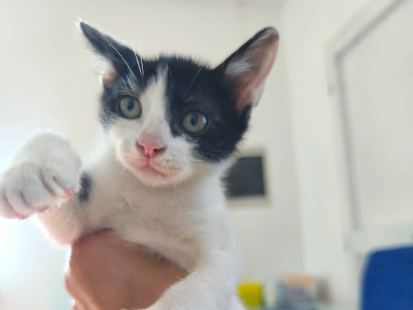 Adotta un gatto, taglia non valida, maschio, Bari
