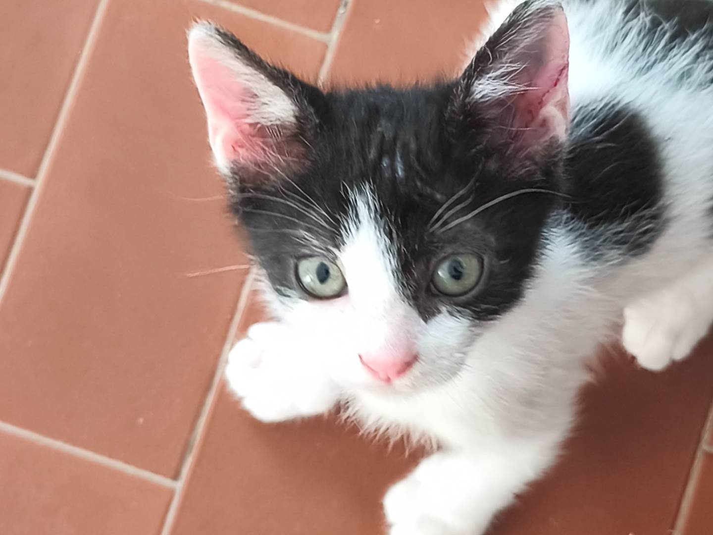Vuoi adottare un gatto a Bari?