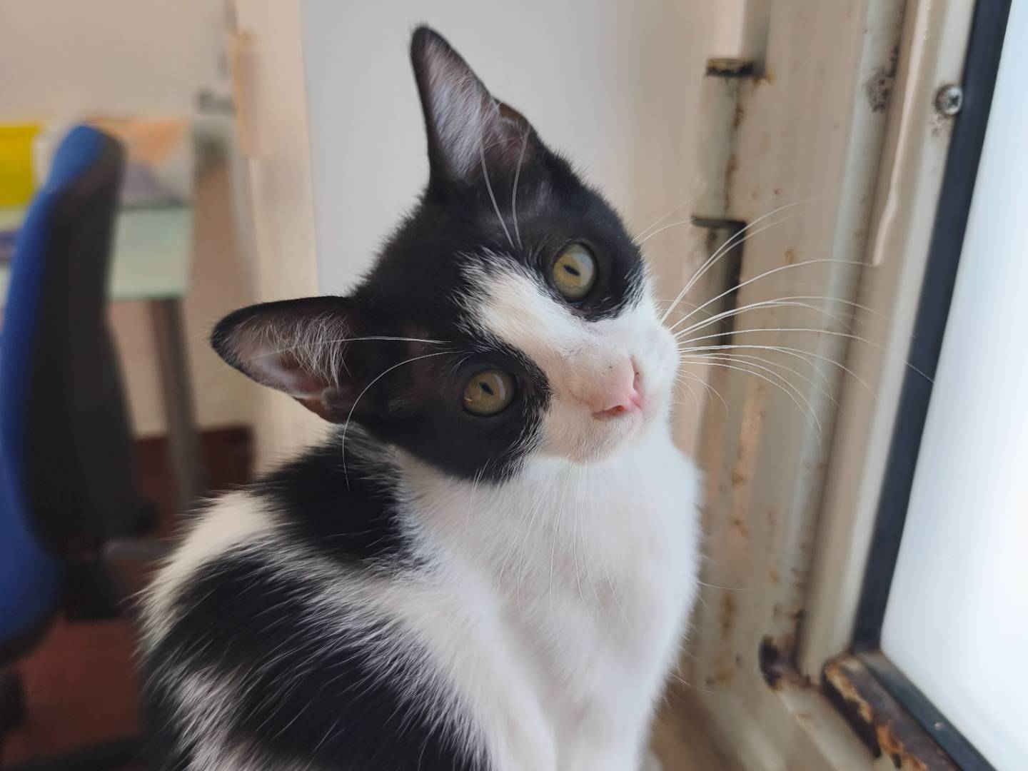 Adotta il gatto Iris e Zac  a Bari