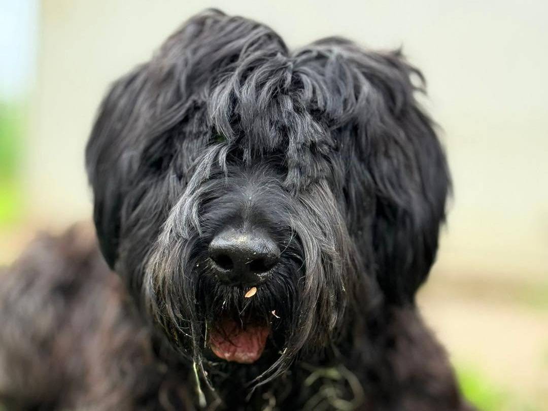 Adozione cane, maschio, Schnauzer Razza sconosciuta, 7 anni e 7 mesi, taglia gigante, Bergamo