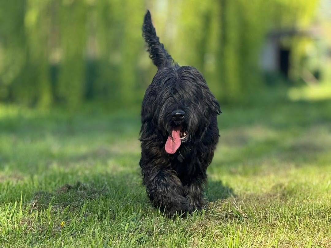 Adotta un cane, maschio, 7 anni e 7 mesi, Bergamo