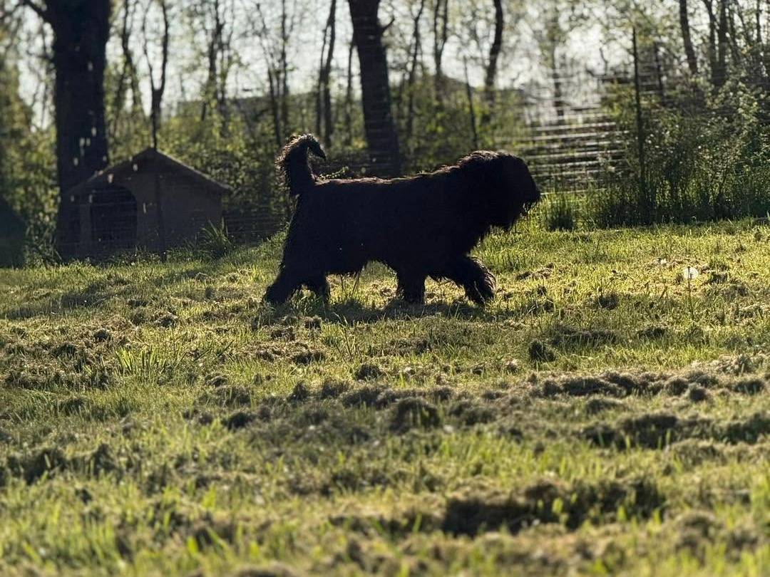 Adotta un cane, taglia gigante, maschio, Bergamo