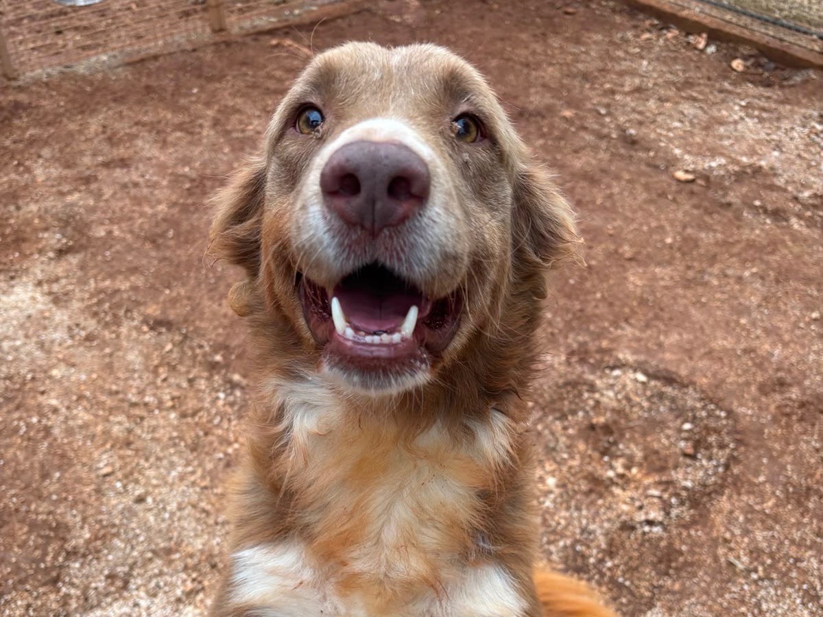 Adotta un cane, taglia media, maschio, Taranto