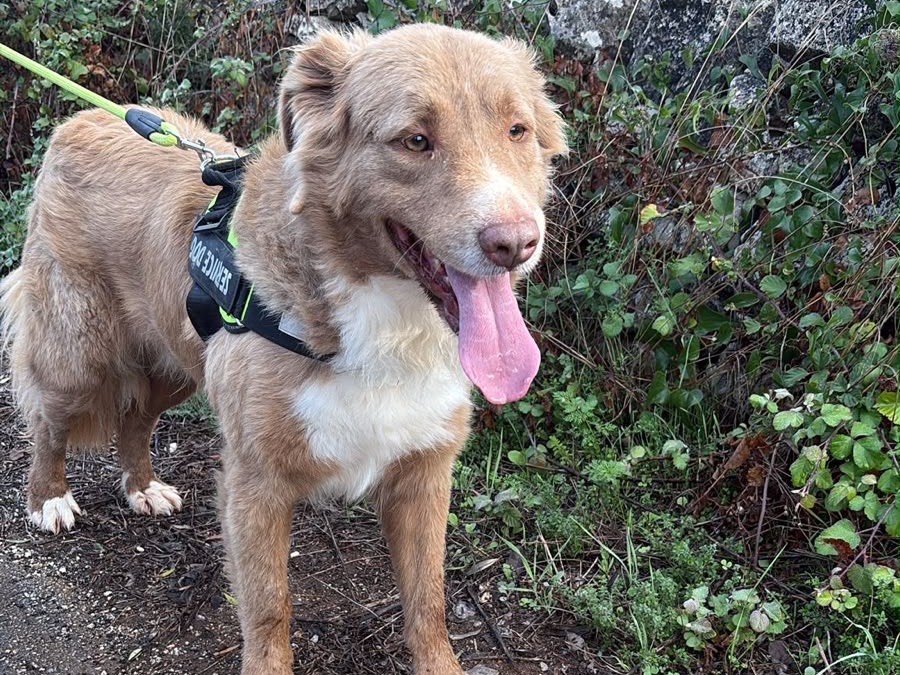 Adotta un cane, maschio, 5 anni e 1 mese, Taranto